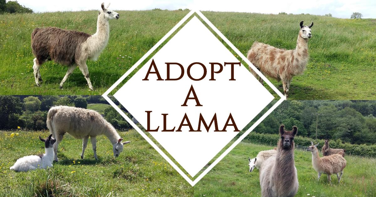 Adopt a Llama at Hill House Llamas