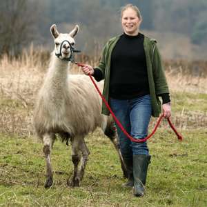 Llama Farmer for a Day