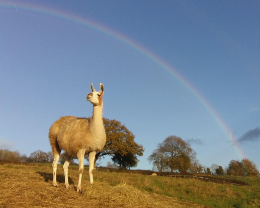 A Hill House llama standing in a field beneath a rainbow