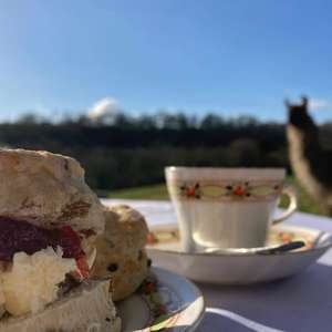 Mendip Tea Experience