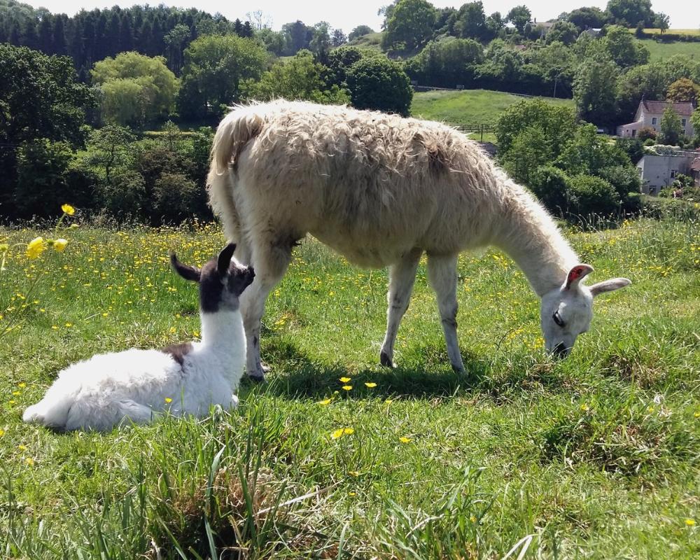 A white llama grazing while a young cria rests in the meadow