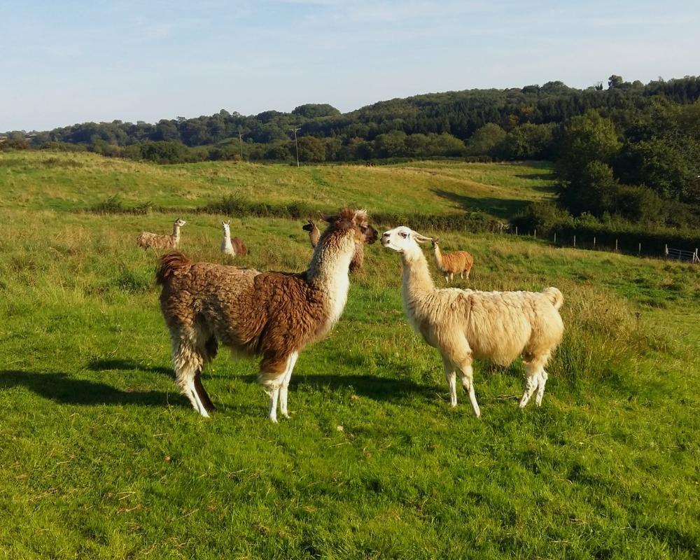 Two llamas standing on a green Somerset hillside