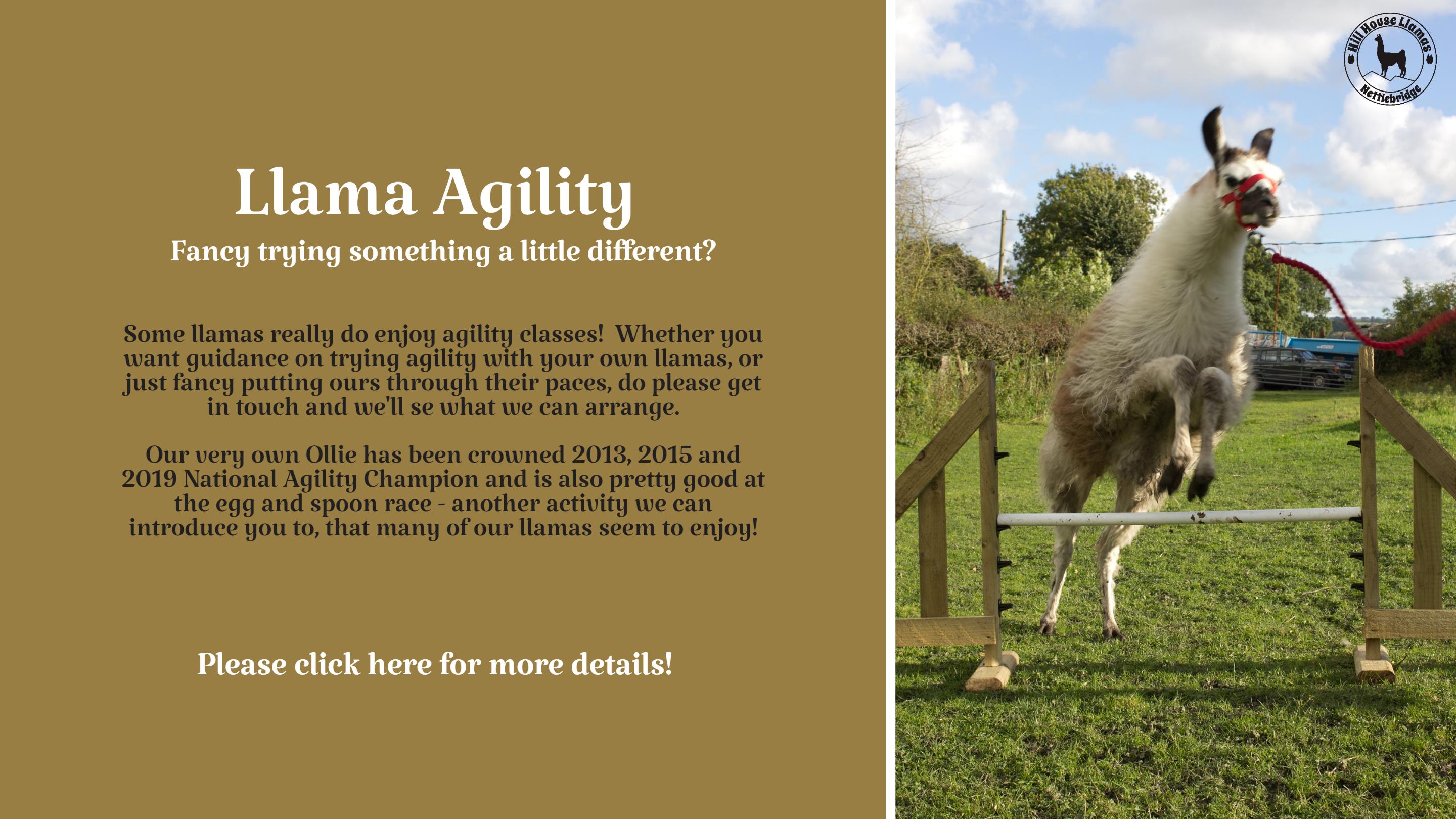 Llama agility