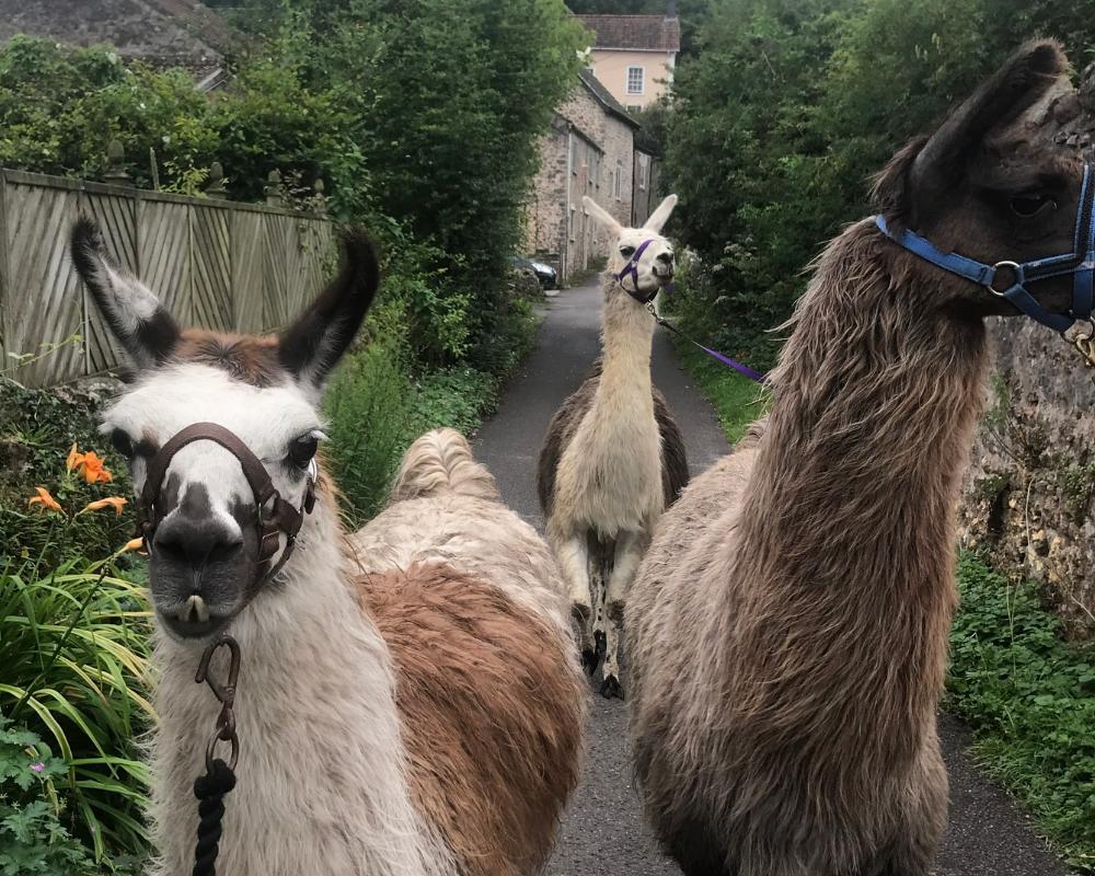 The Llama Experience